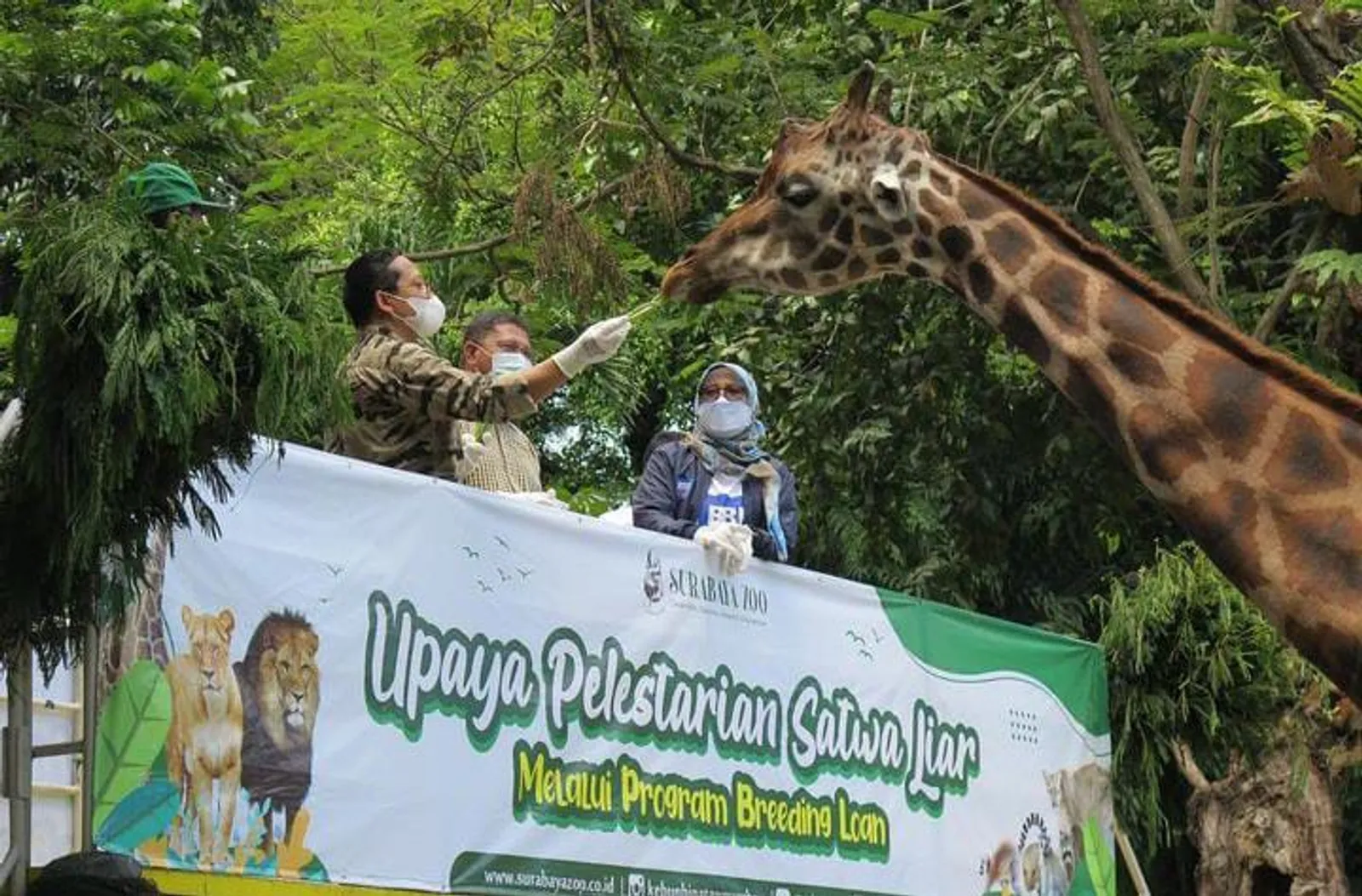 Kebun Binatang Surabaya: Lokasi, Harga Tiket, & Wahana Seru