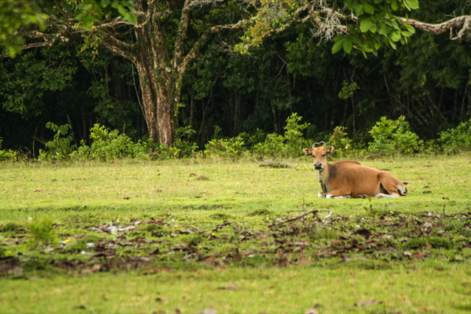Taman Nasional Ujung Kulon: Lokasi, Rute, Harga, dan Daya Tariknya