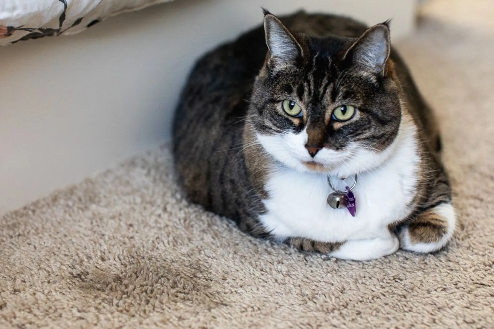 Bikin Resah, Ini 6 Alasan Kucing Kencing Sembarangan di Area Rumah