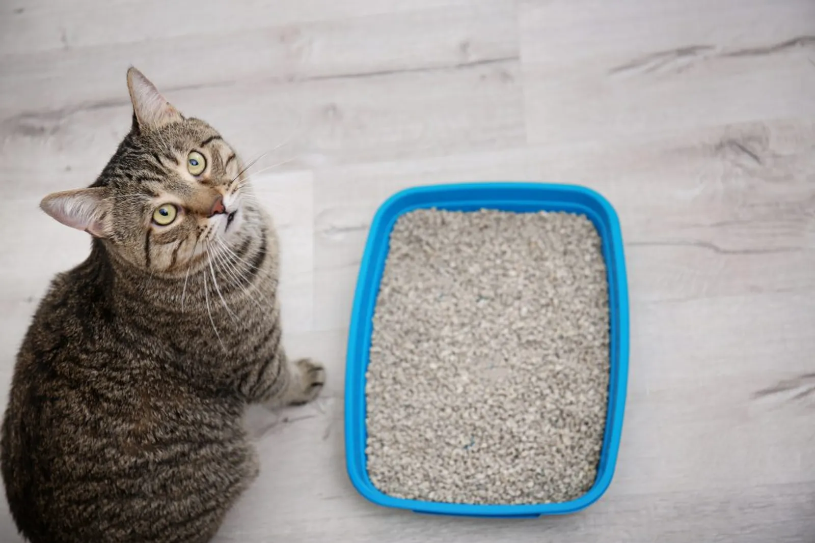 Bikin Resah, Ini 6 Alasan Kucing Kencing Sembarangan di Area Rumah