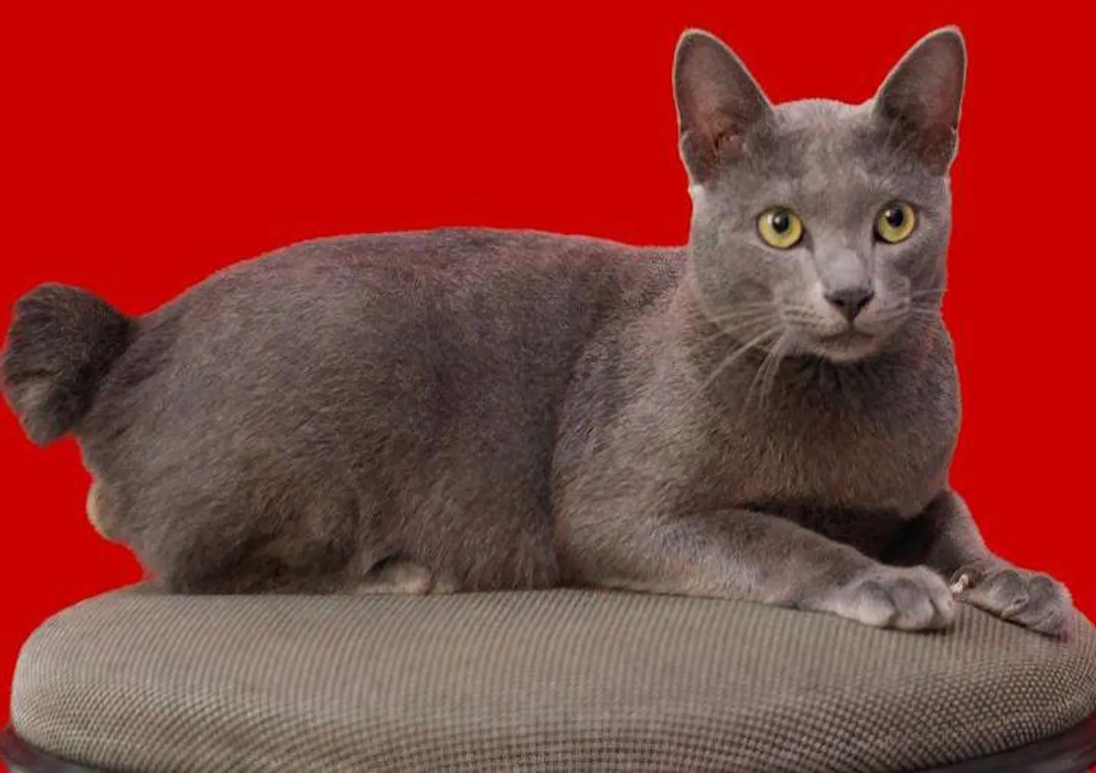 Kucing Busok Asli Madura, Konon Punya Mitos Mengerikan