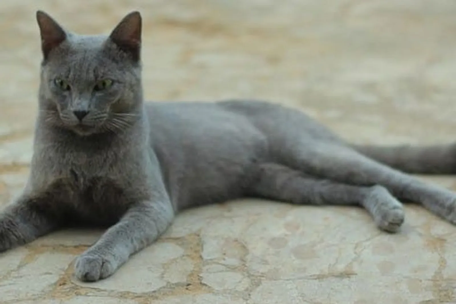 Kucing Busok Asli Madura, Konon Punya Mitos Mengerikan