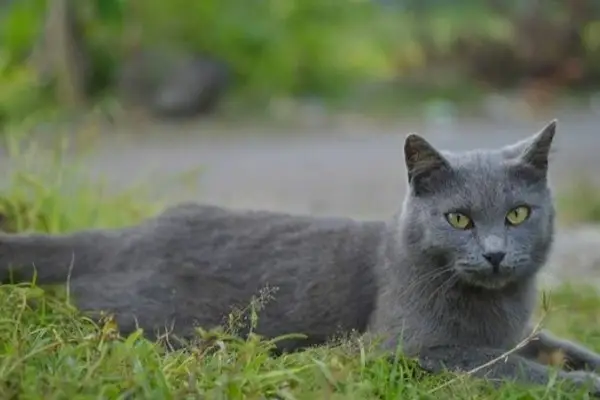 Kucing Busok Asli Madura, Konon Punya Mitos Mengerikan