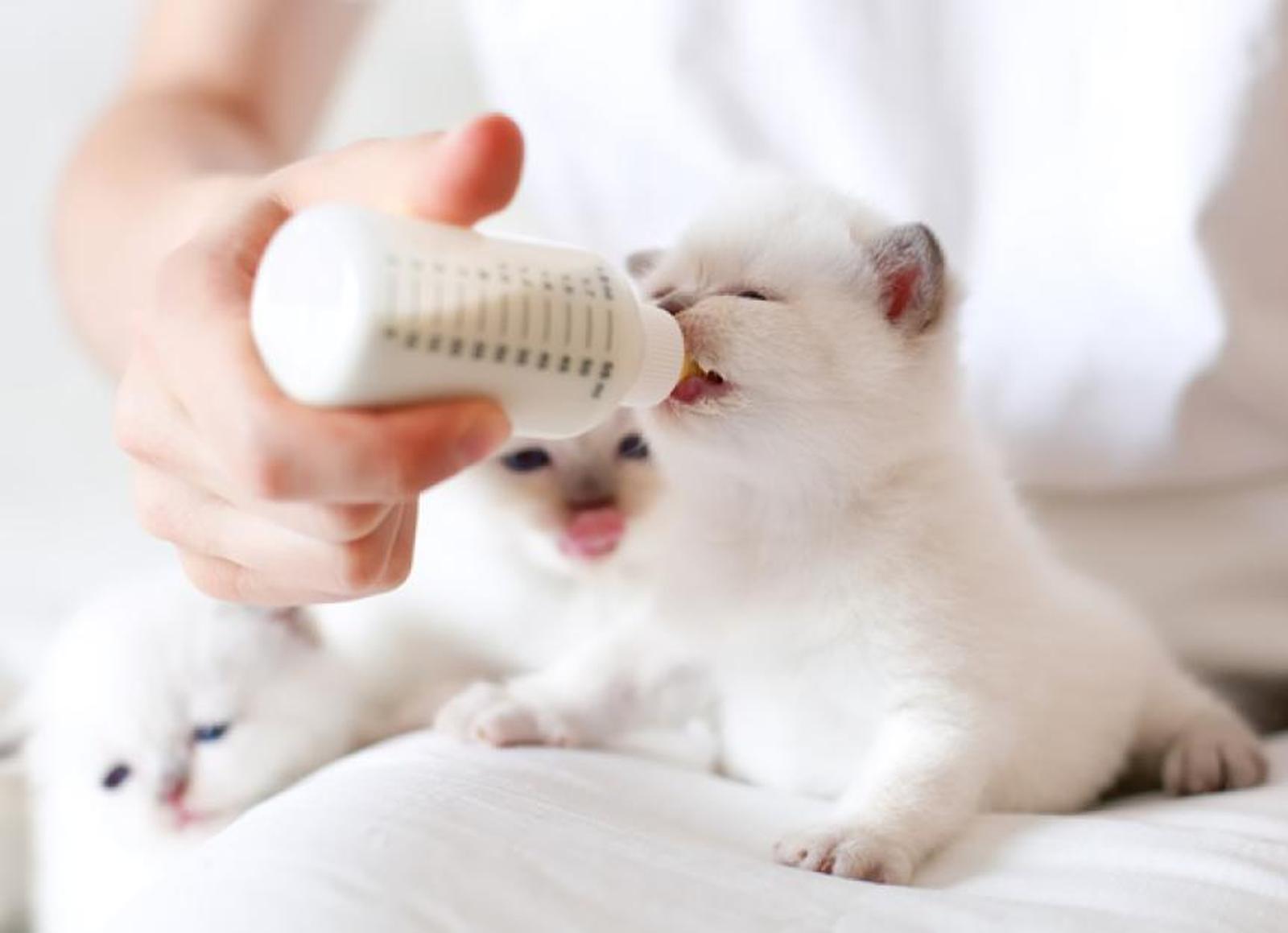 Butuh Ketelatenan, Ini Cara Merawat Anak Kucing Tanpa Induk