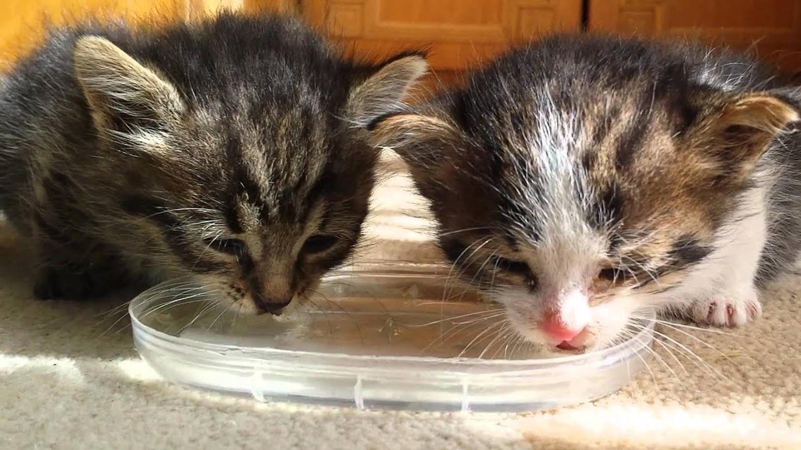 Butuh Ketelatenan, Ini Cara Merawat Anak Kucing Tanpa Induk