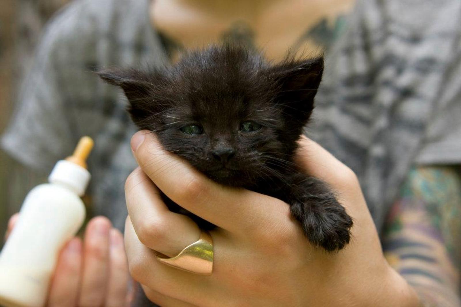 Butuh Ketelatenan, Ini Cara Merawat Anak Kucing Tanpa Induk