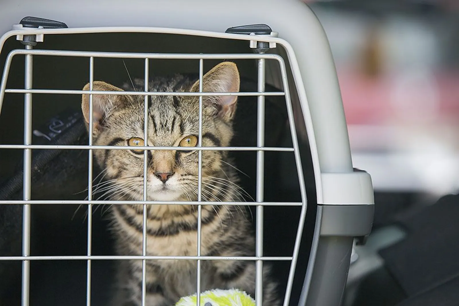 Siap Travelling, Ini 4 Tips Melatih Kucing Agar Tidak Mabuk Perjalanan