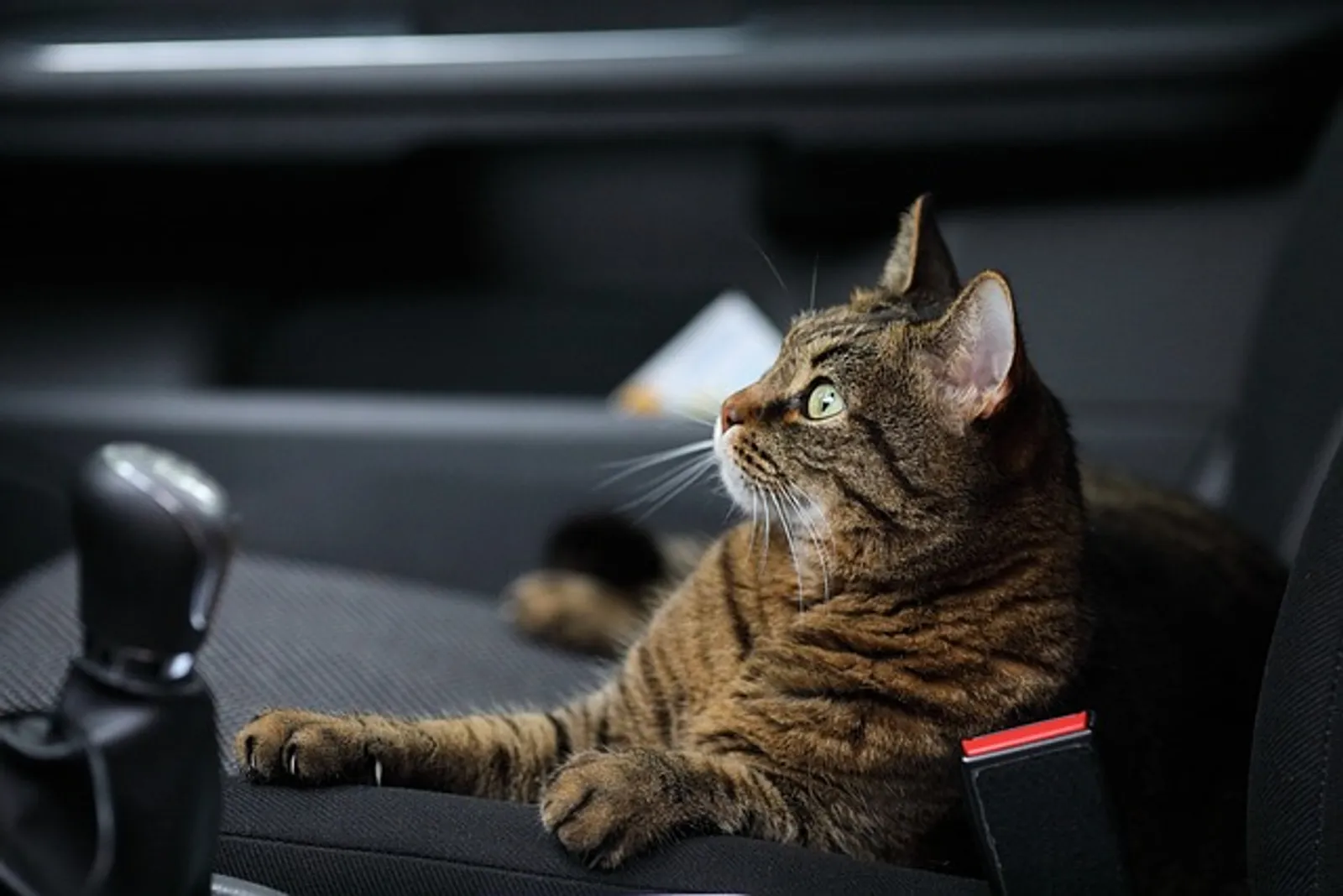 Siap Travelling, Ini 4 Tips Melatih Kucing Agar Tidak Mabuk Perjalanan