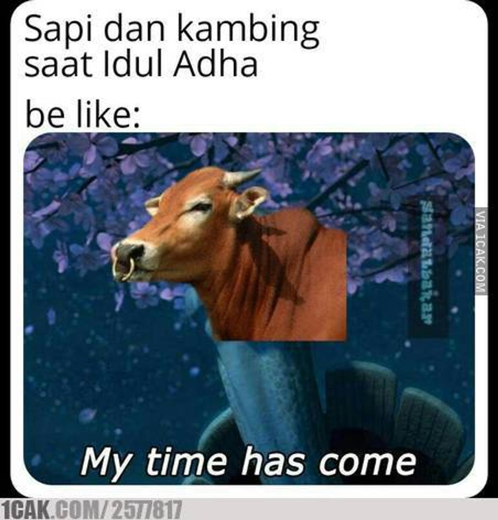 16 Meme Idul Adha Kocak Tentang Hewan Kurban