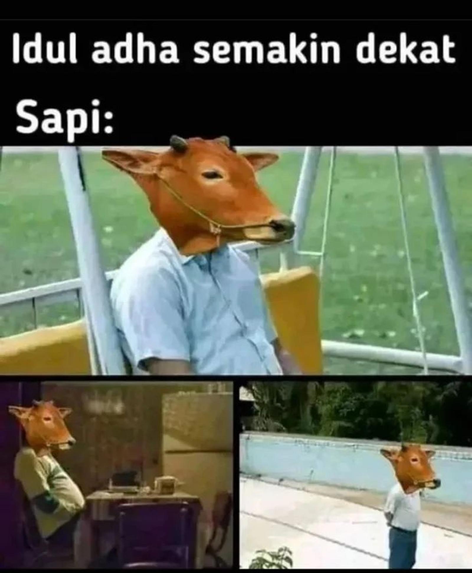 16 Meme Idul Adha Kocak Tentang Hewan Kurban