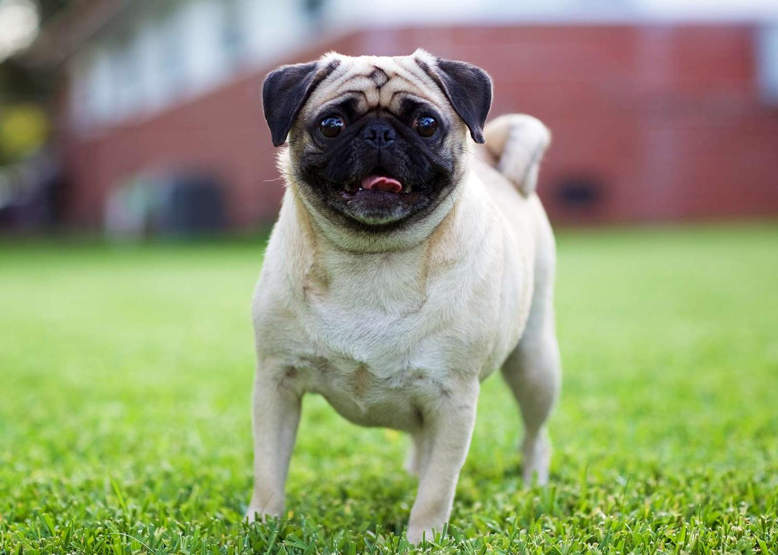 9 Ras Anjing Berkaki Pendek yang Menggemaskan, Bisa Jadi Teman Main