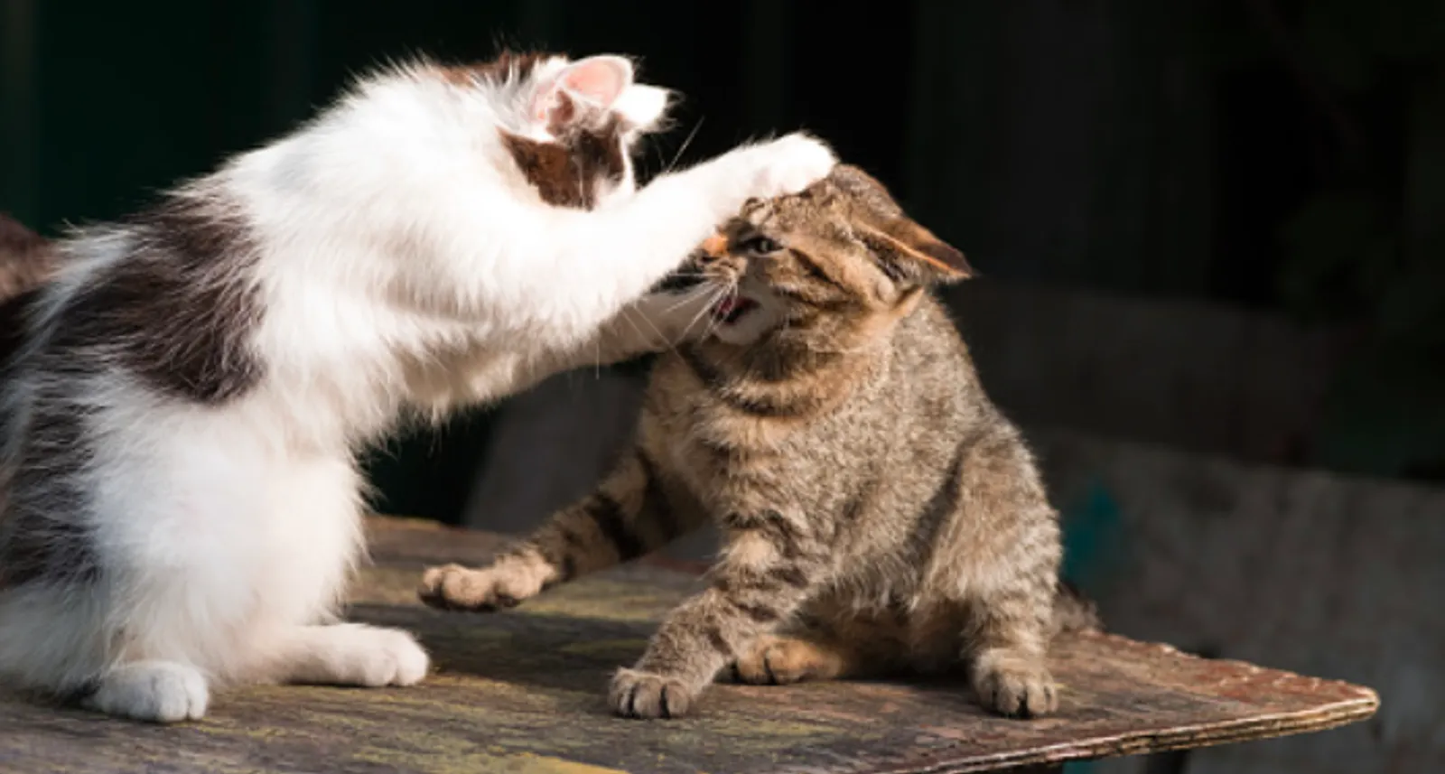 5 Alasan Mengapa Kucing Kerap Berkelahi 