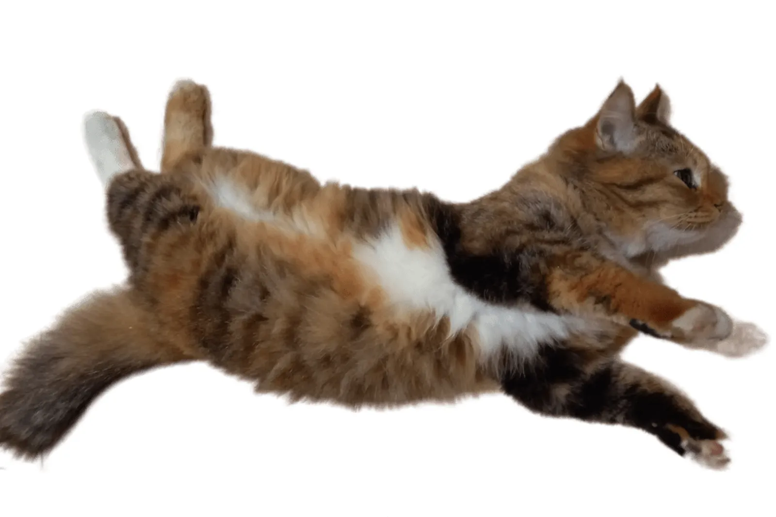 Mengenal Kucing Mixdom, Ciri-Ciri, Jenis, dan Cara Merawatnya