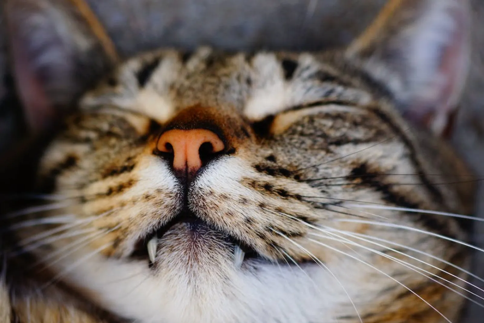 Mengenal Kucing Mixdom, Ciri-Ciri, Jenis, dan Cara Merawatnya