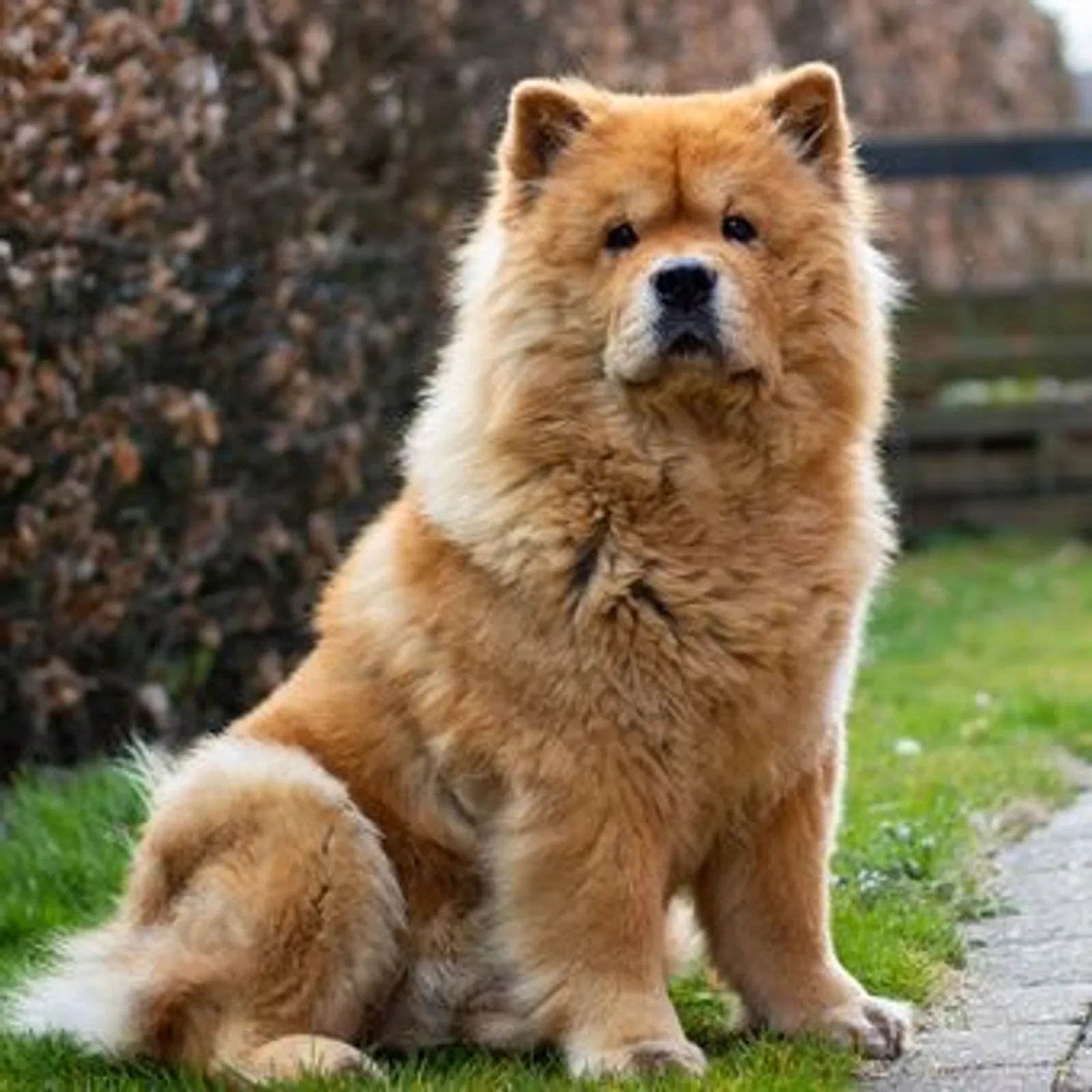 10 Fakta Anjing Chow Chow, Si Penyendiri dengan Lidah Berwarna Biru