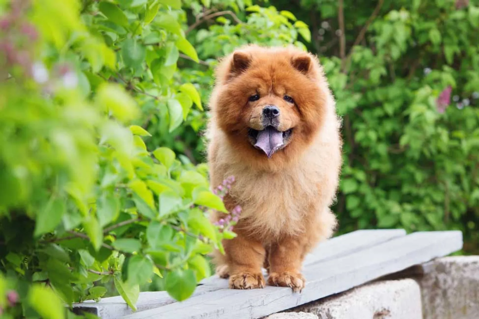 10 Fakta Anjing Chow Chow, Si Penyendiri dengan Lidah Berwarna Biru