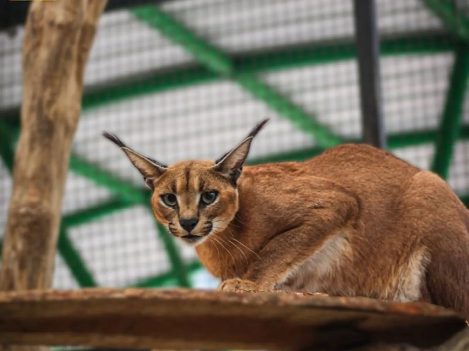 Suraloka Zoo Yogyakarta: Lokasi, HTM, dan Aktivitas Seru