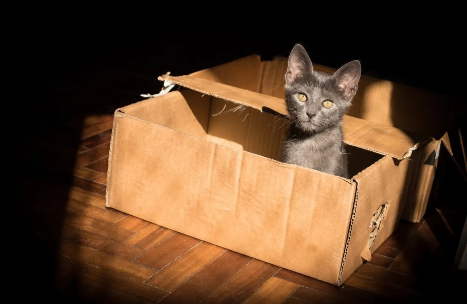 Bantu Adaptasi, Ini 5 Alasan Ilmiah Mengapa Kucing Menyukai Kardus