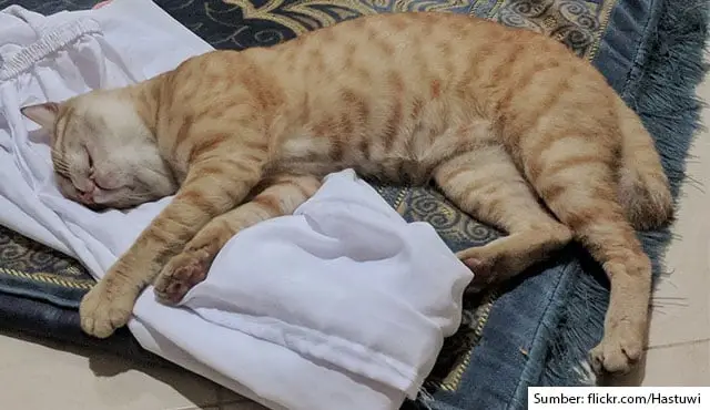 Mengapa Kucing Senang Duduk di Sajadah? Inilah Penjelasannya