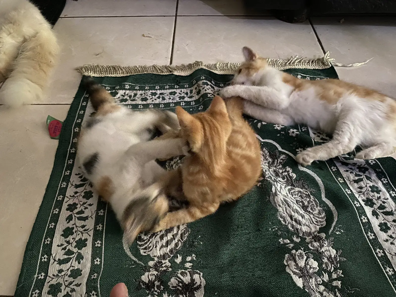 Mengapa Kucing Senang Duduk di Sajadah? Inilah Penjelasannya