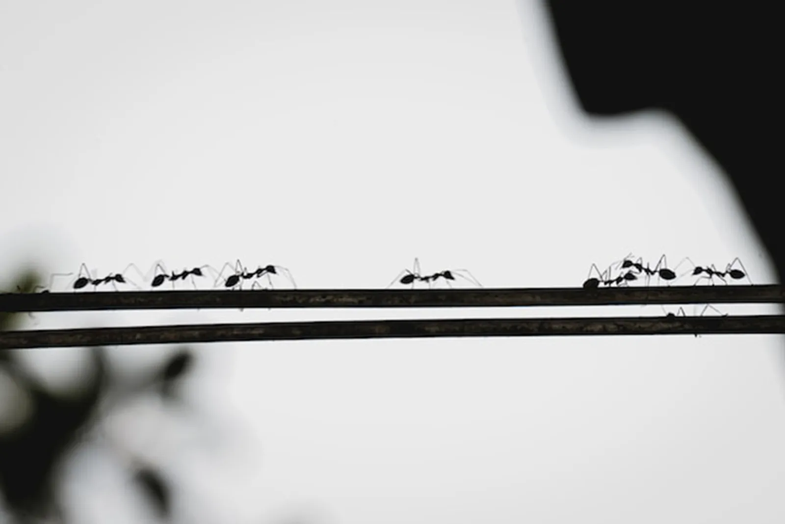 7 Pertanda Semut Hitam Banyak di dalam Rumah Menurut Primbon Jawa