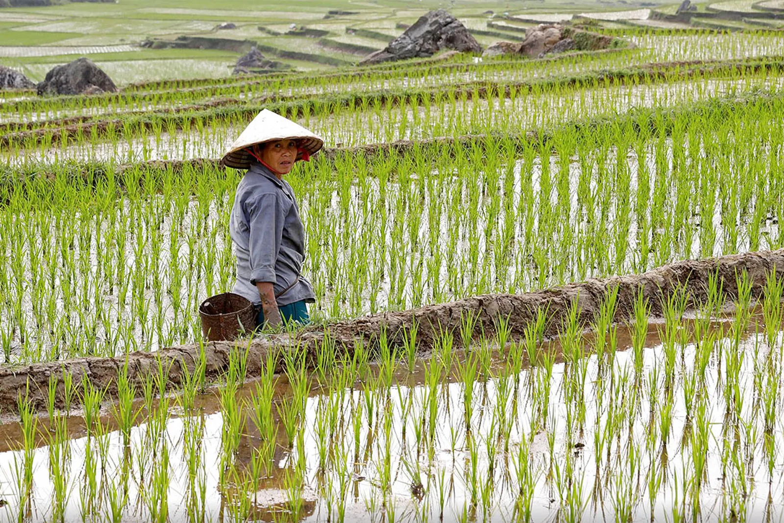 Selain Indonesia, 6 Negara Ini Juga Berjulukan Lumbung Padi Dunia