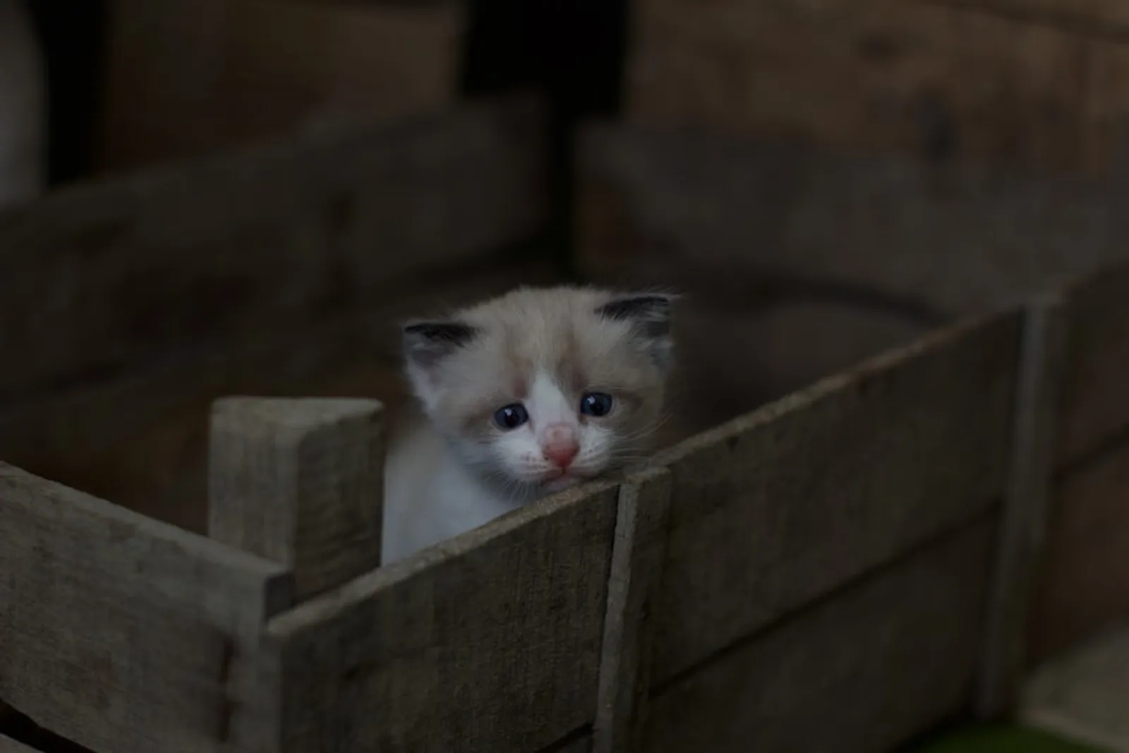 Bisa Memengaruhi Kesehatan, Jangan Abaikan 7 Tanda Kucing Depresi Ini