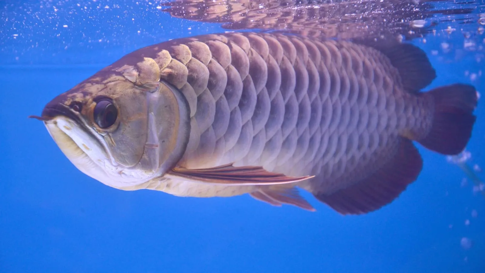 Tuai Rezeki, Ini 8 Ikan Hias yang Cocok Dipelihara Menurut Feng Shui