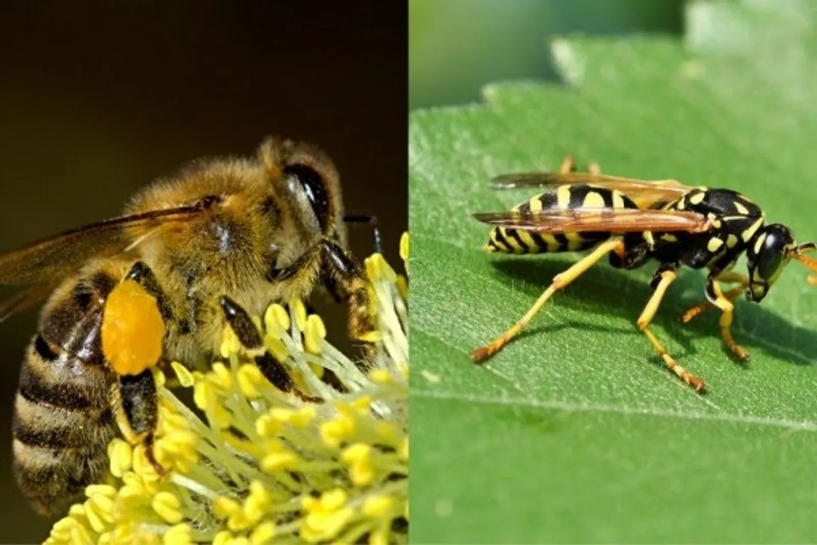 Walau Sama-sama Menyengat, Inilah 6 Perbedaan Tawon dan Lebah