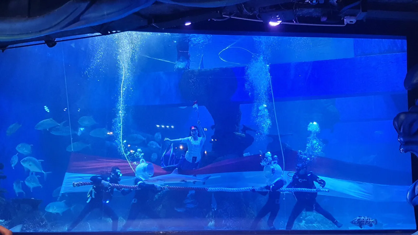 Takjub! Jakarta Aquarium dan Safari Rayakan HUT ke-78 RI di Bawah Air
