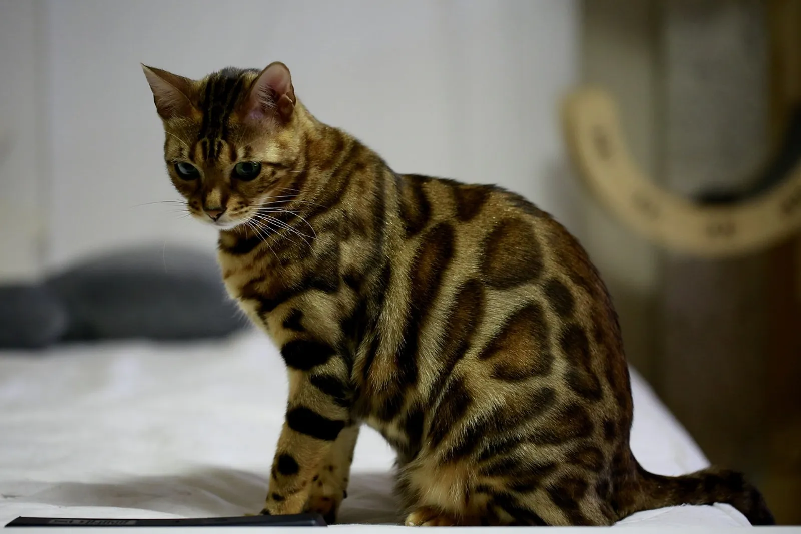 11 Fakta Kucing Bengal, Keturunan Macan Tutul dengan Harga Selangit