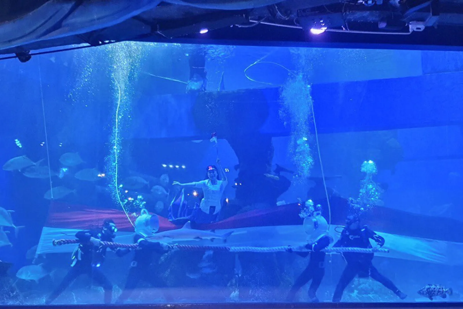 Takjub! Jakarta Aquarium dan Safari Rayakan HUT ke-78 RI di Bawah Air