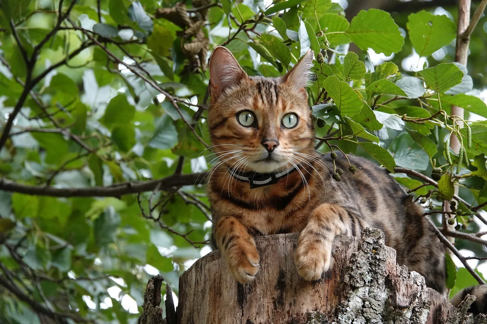 11 Fakta Kucing Bengal, Keturunan Macan Tutul dengan Harga Selangit