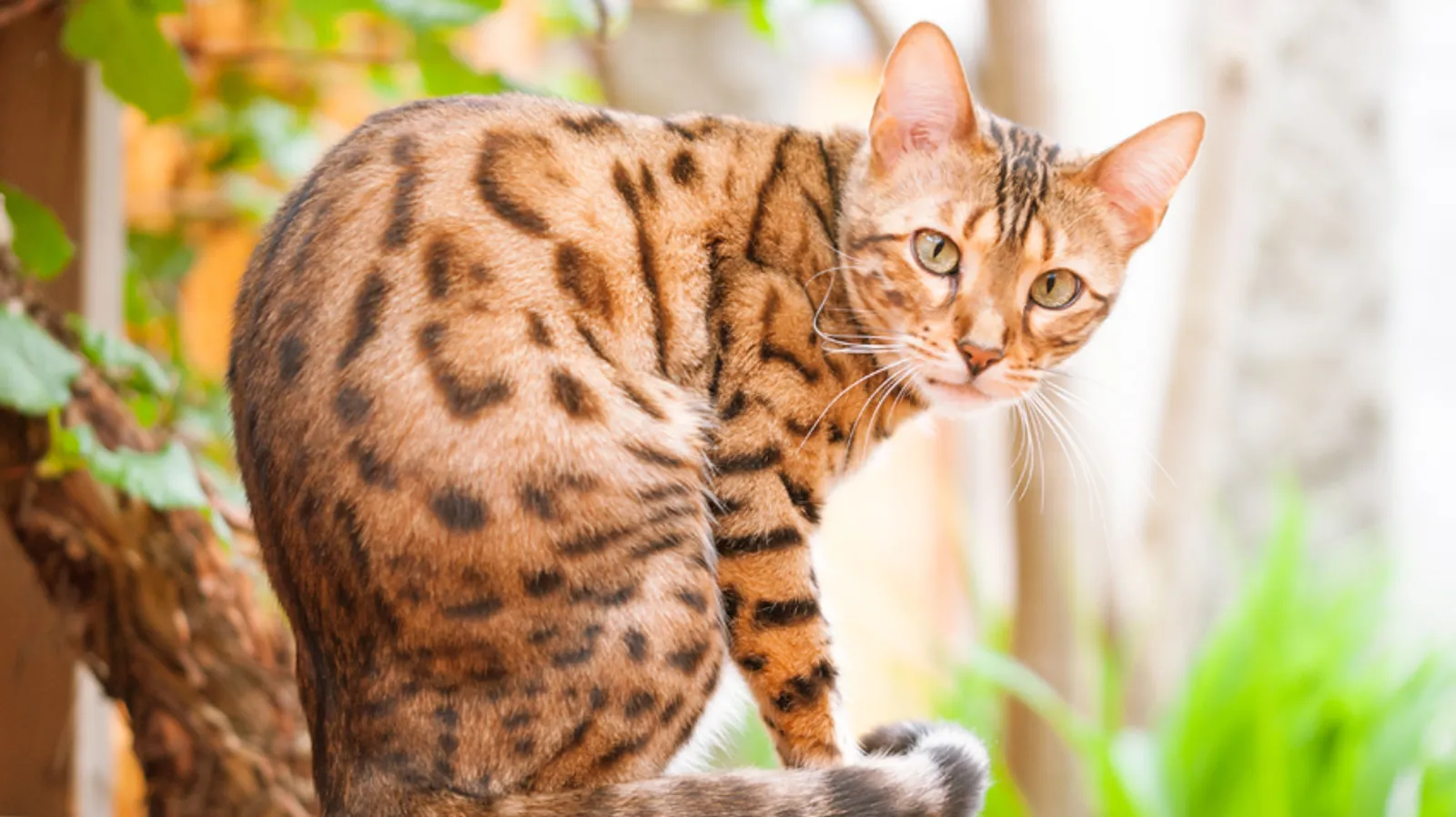 11 Fakta Kucing Bengal, Keturunan Macan Tutul dengan Harga Selangit