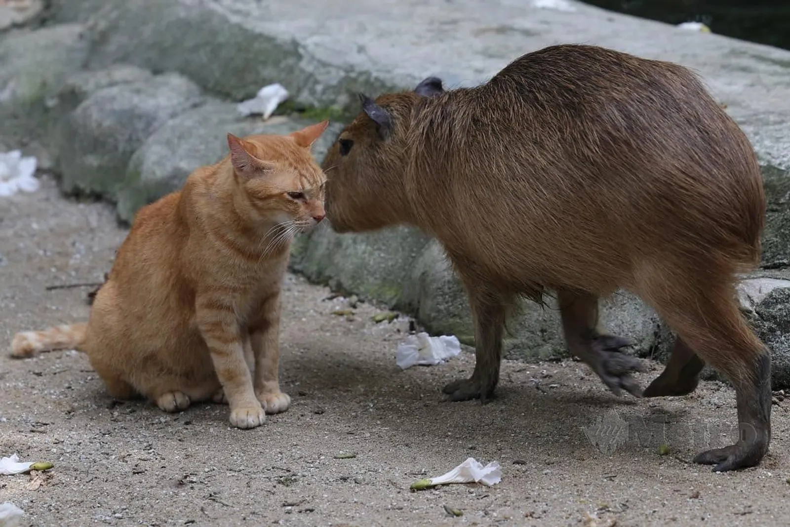 Kenalan dengan Oyen, "Penghuni Gelap" Kandang Kapibara di Malaysia