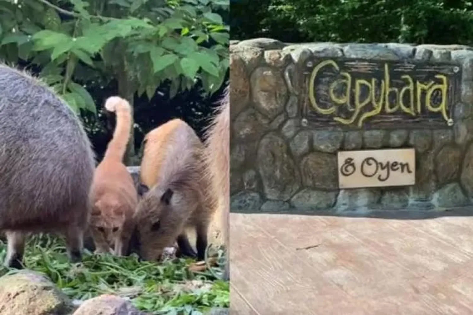 Kenalan dengan Oyen, "Penghuni Gelap" Kandang Kapibara di Malaysia