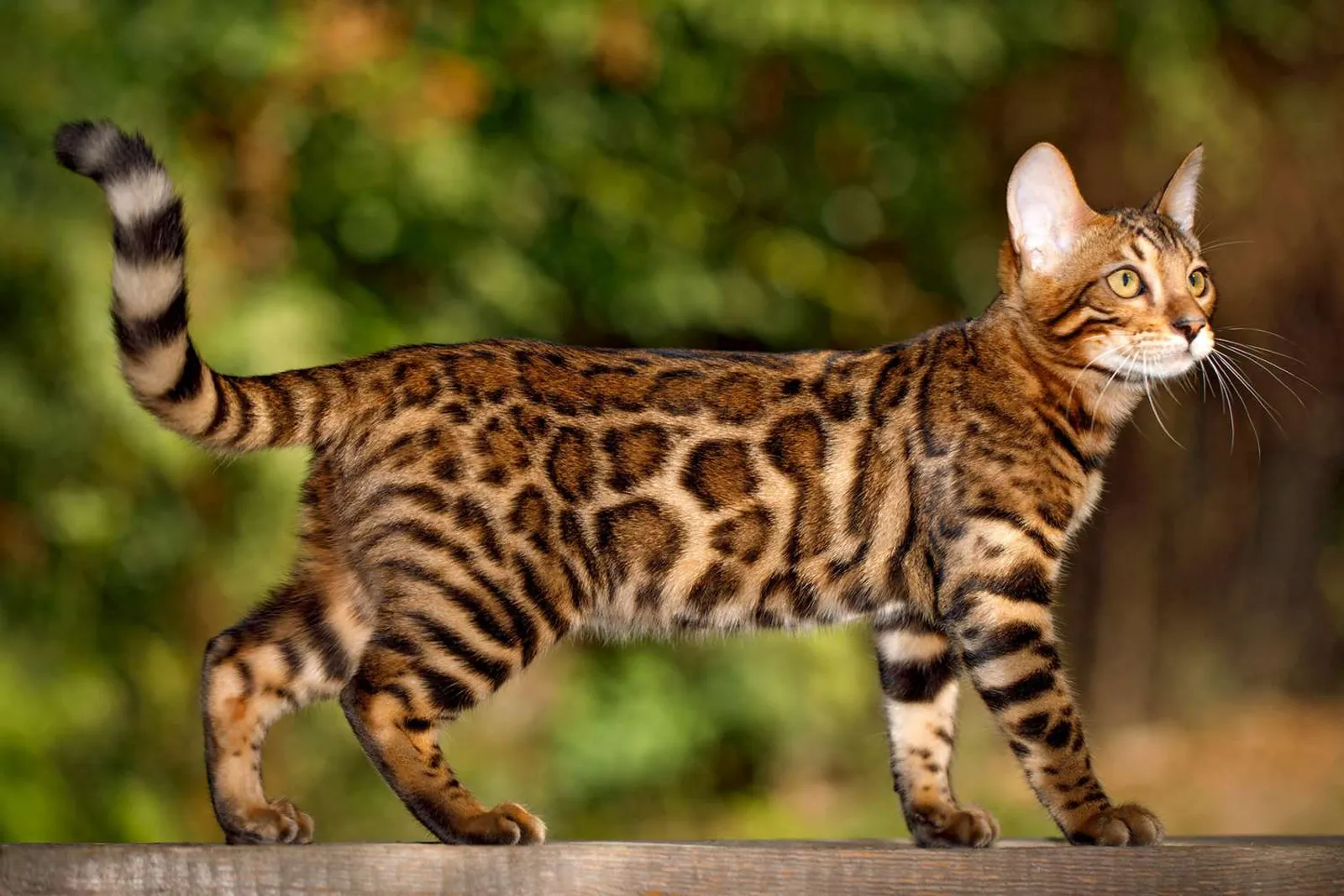 11 Fakta Kucing Bengal, Keturunan Macan Tutul dengan Harga Selangit