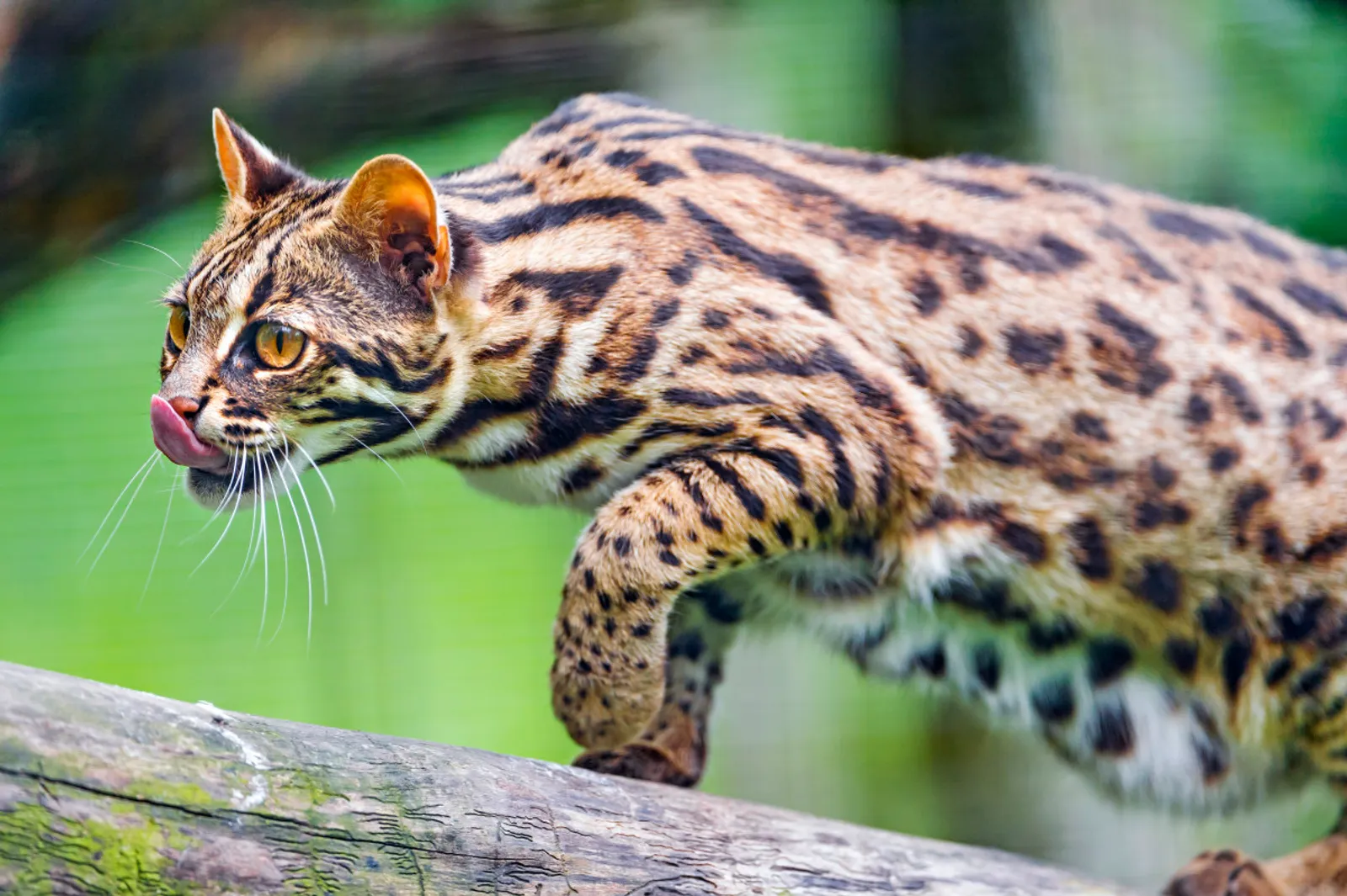 11 Fakta Kucing Bengal, Keturunan Macan Tutul dengan Harga Selangit