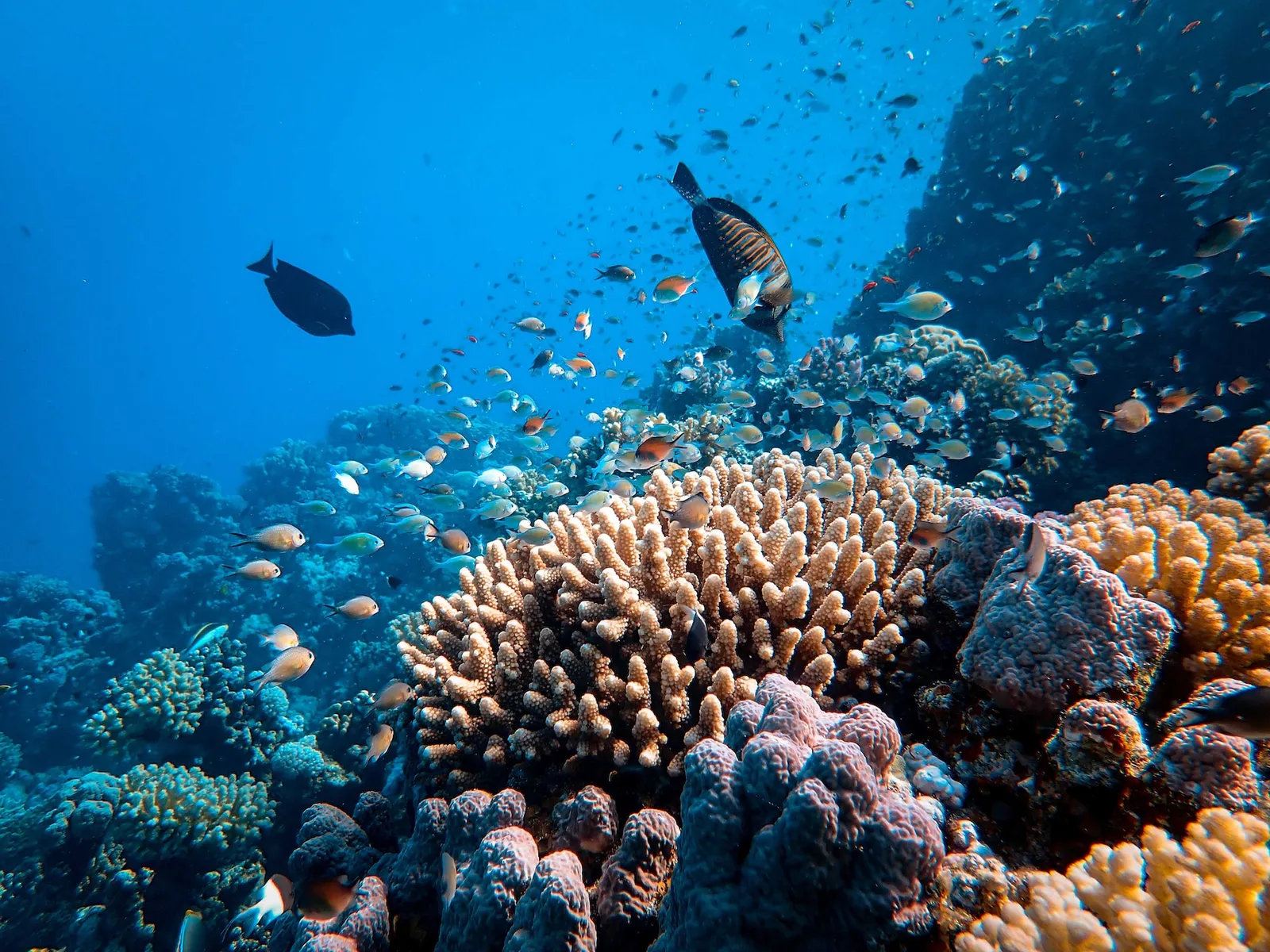 Deretan Spot Snorkeling Terbaik di Asia Tenggara, Healing Bareng Yuk!