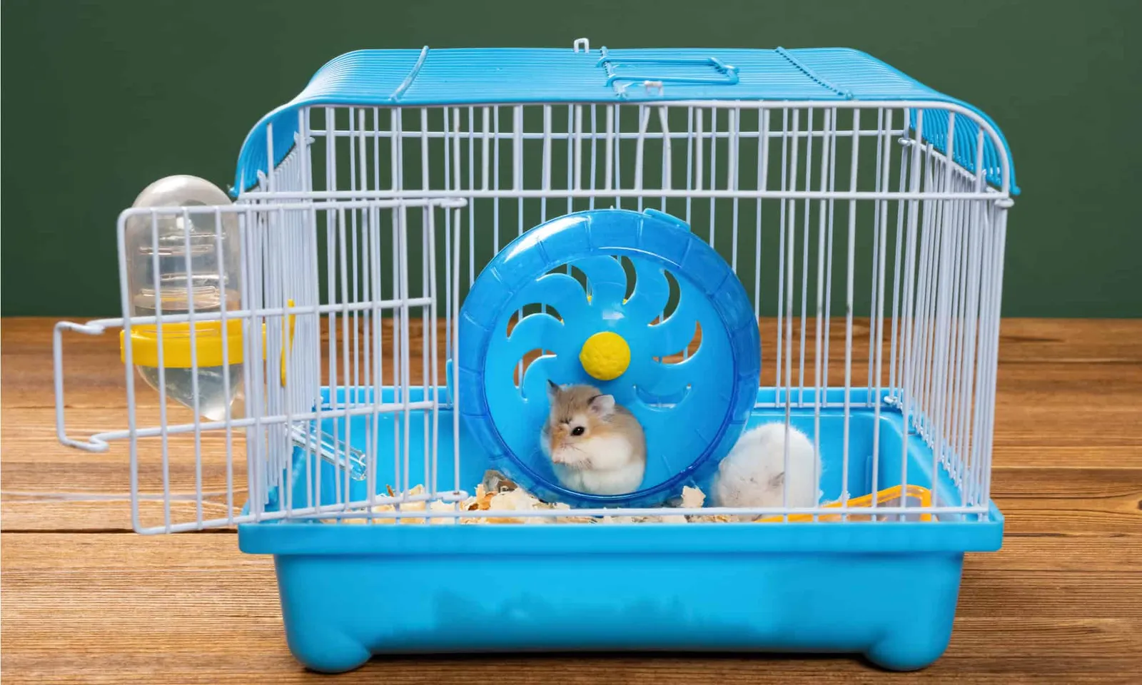 10 Kesalahan Saat Memelihara Hamster yang Harus Dihindari