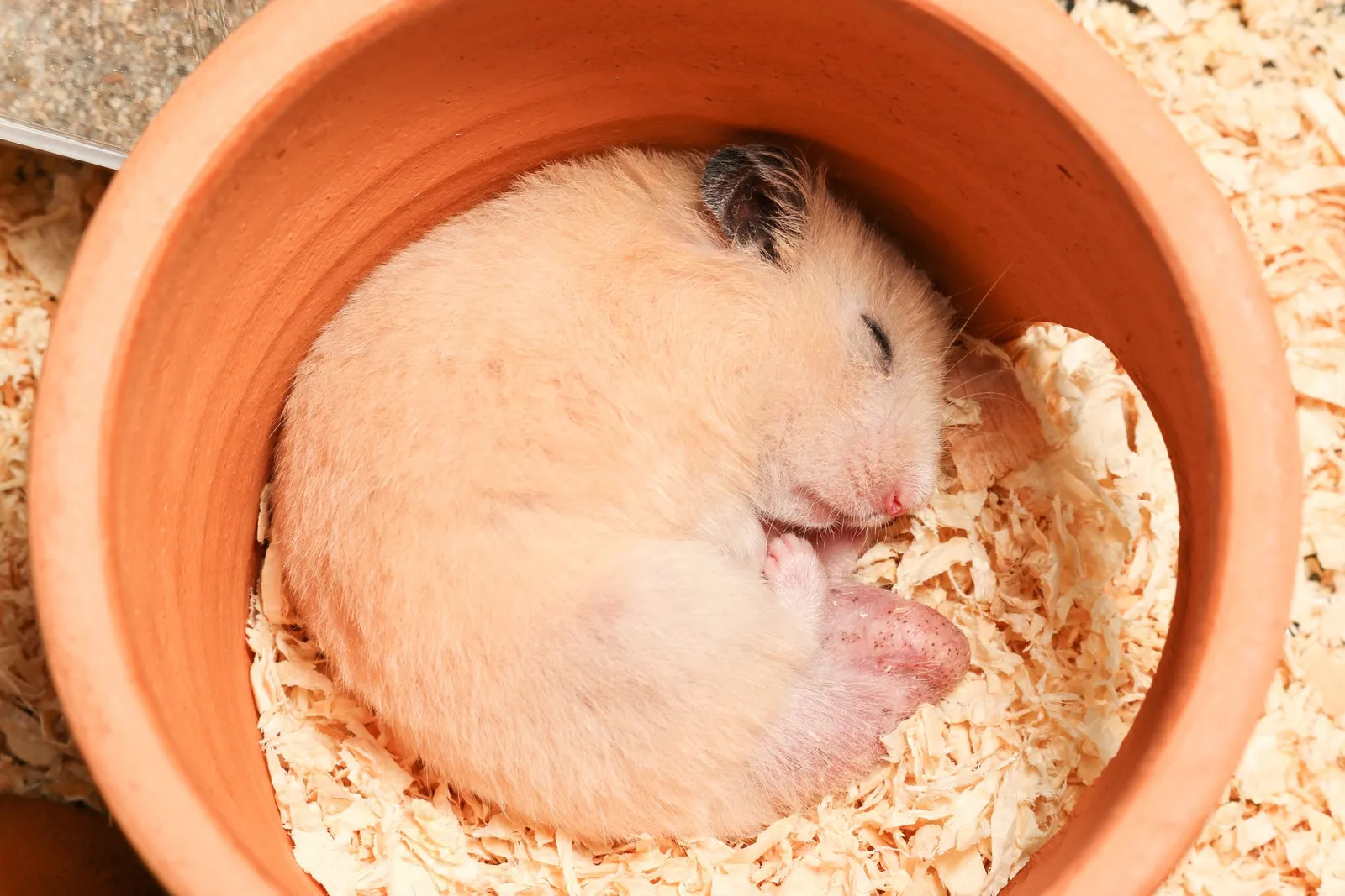 10 Kesalahan Saat Memelihara Hamster yang Harus Dihindari