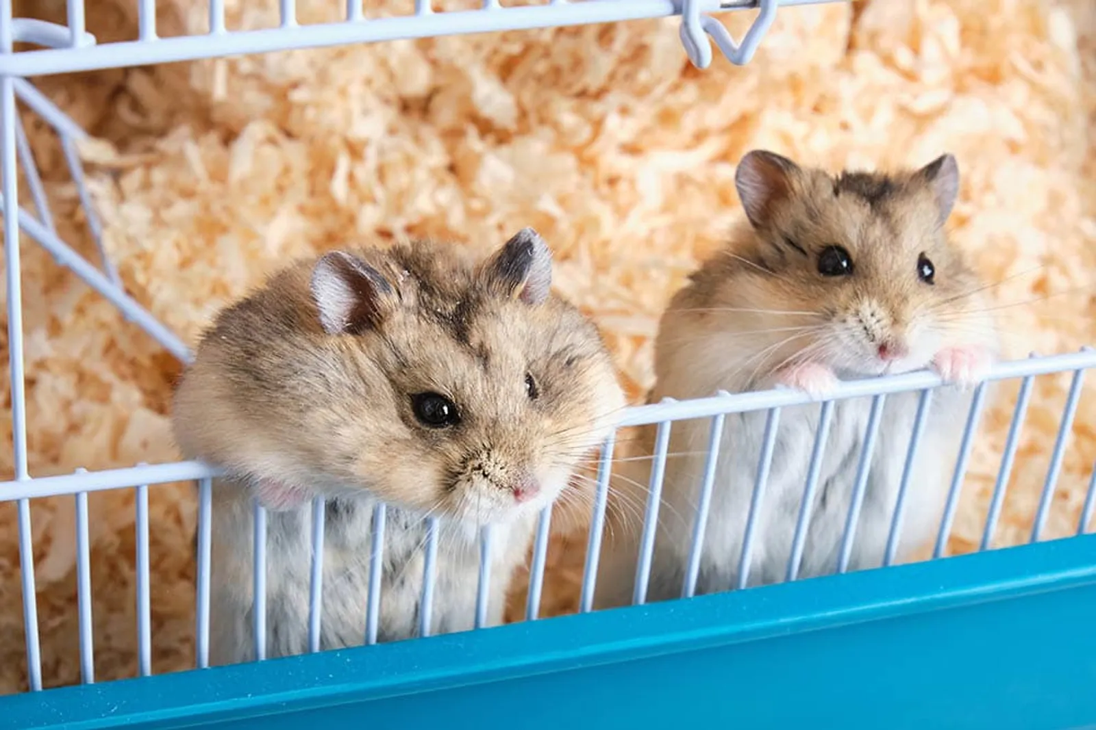 10 Kesalahan Saat Memelihara Hamster yang Harus Dihindari