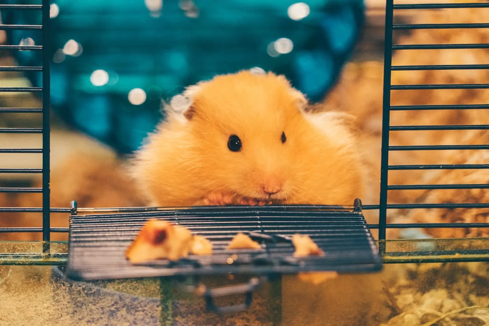 10 Kesalahan Saat Memelihara Hamster yang Harus Dihindari