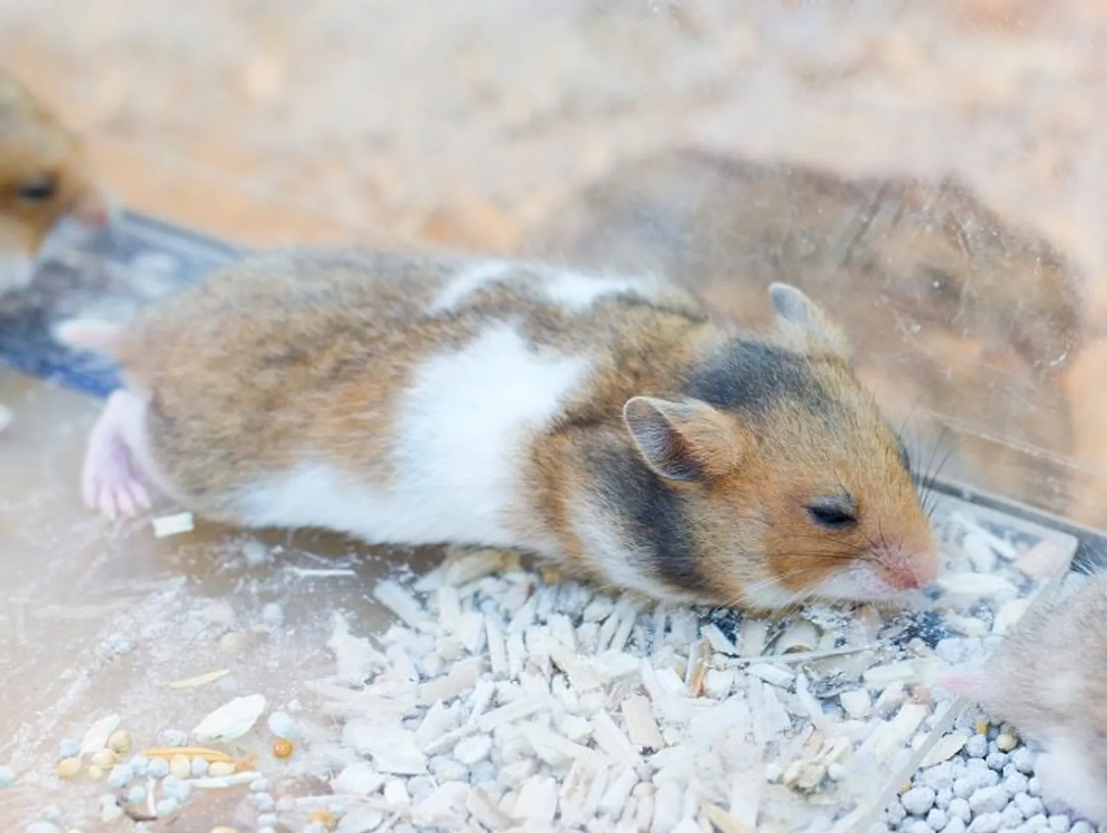 10 Kesalahan Saat Memelihara Hamster yang Harus Dihindari