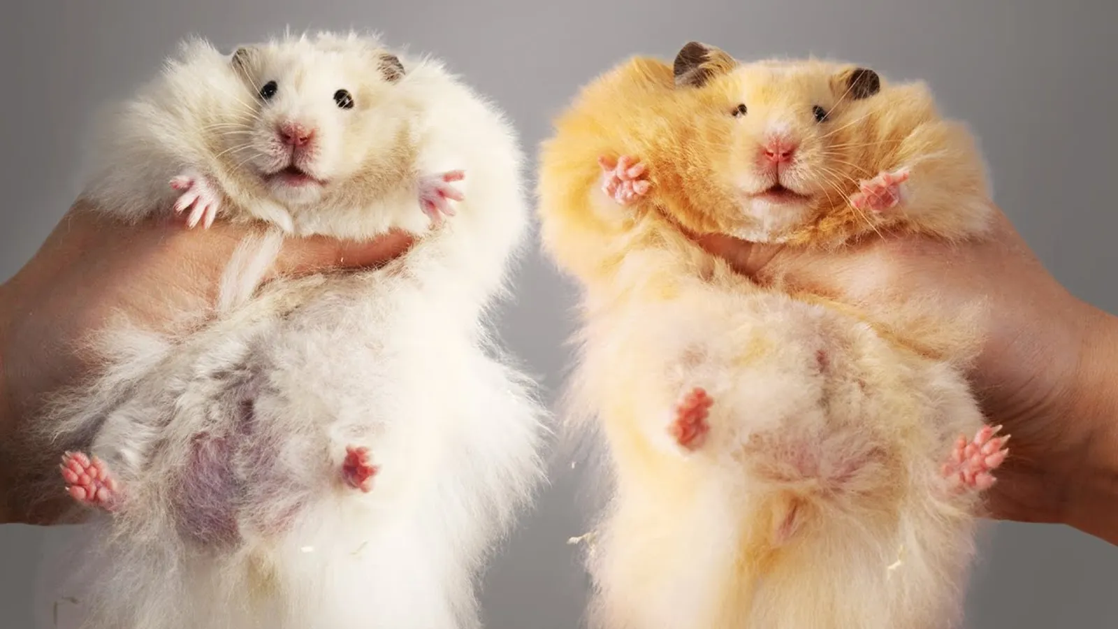 10 Kesalahan Saat Memelihara Hamster yang Harus Dihindari
