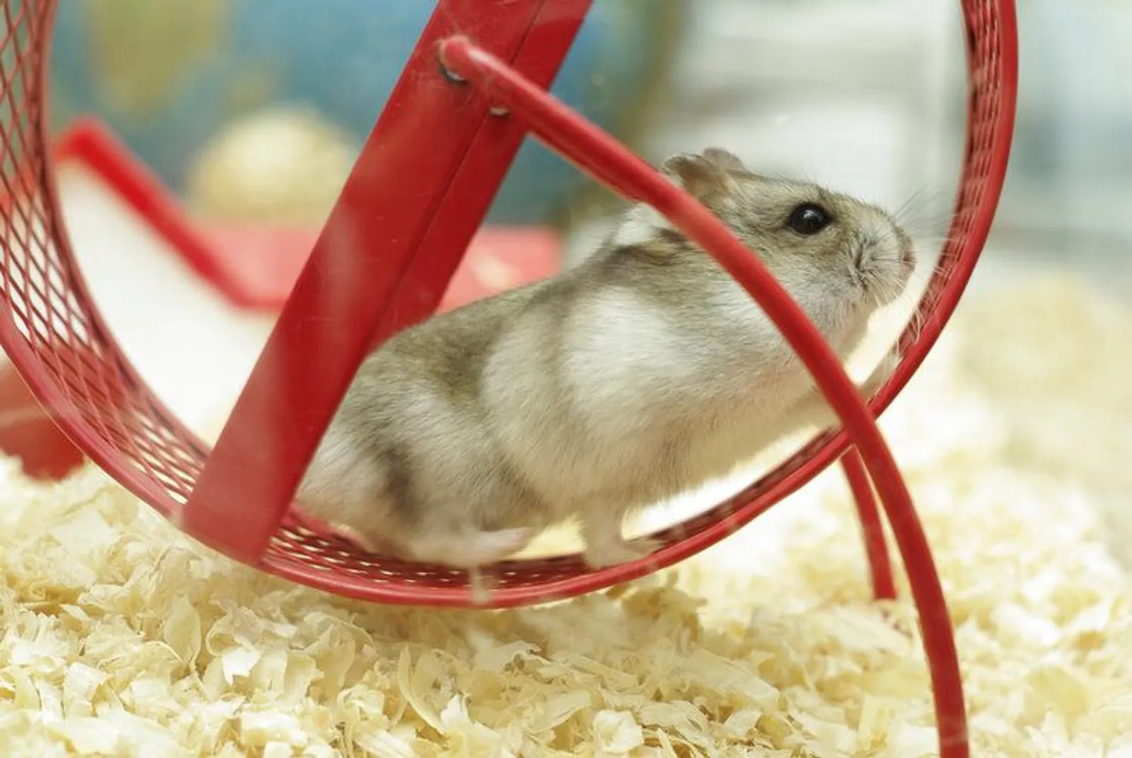 10 Kesalahan Saat Memelihara Hamster yang Harus Dihindari