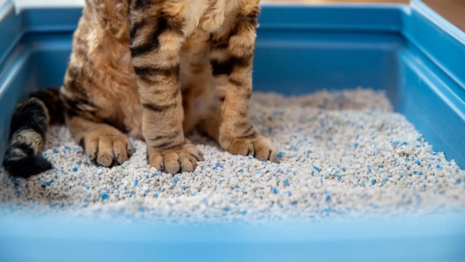 5 Jenis Pasir Kucing Beserta Keunggulan dan Harganya