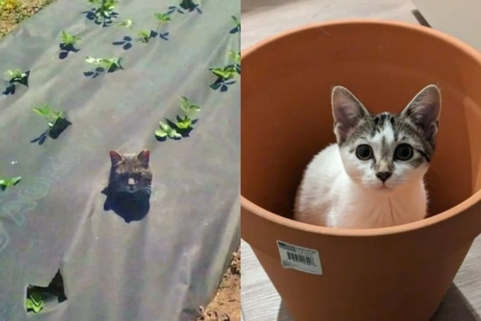 10 Potret Kucing Sedang Cosplay Jadi Tanaman, Ngakak Banget!