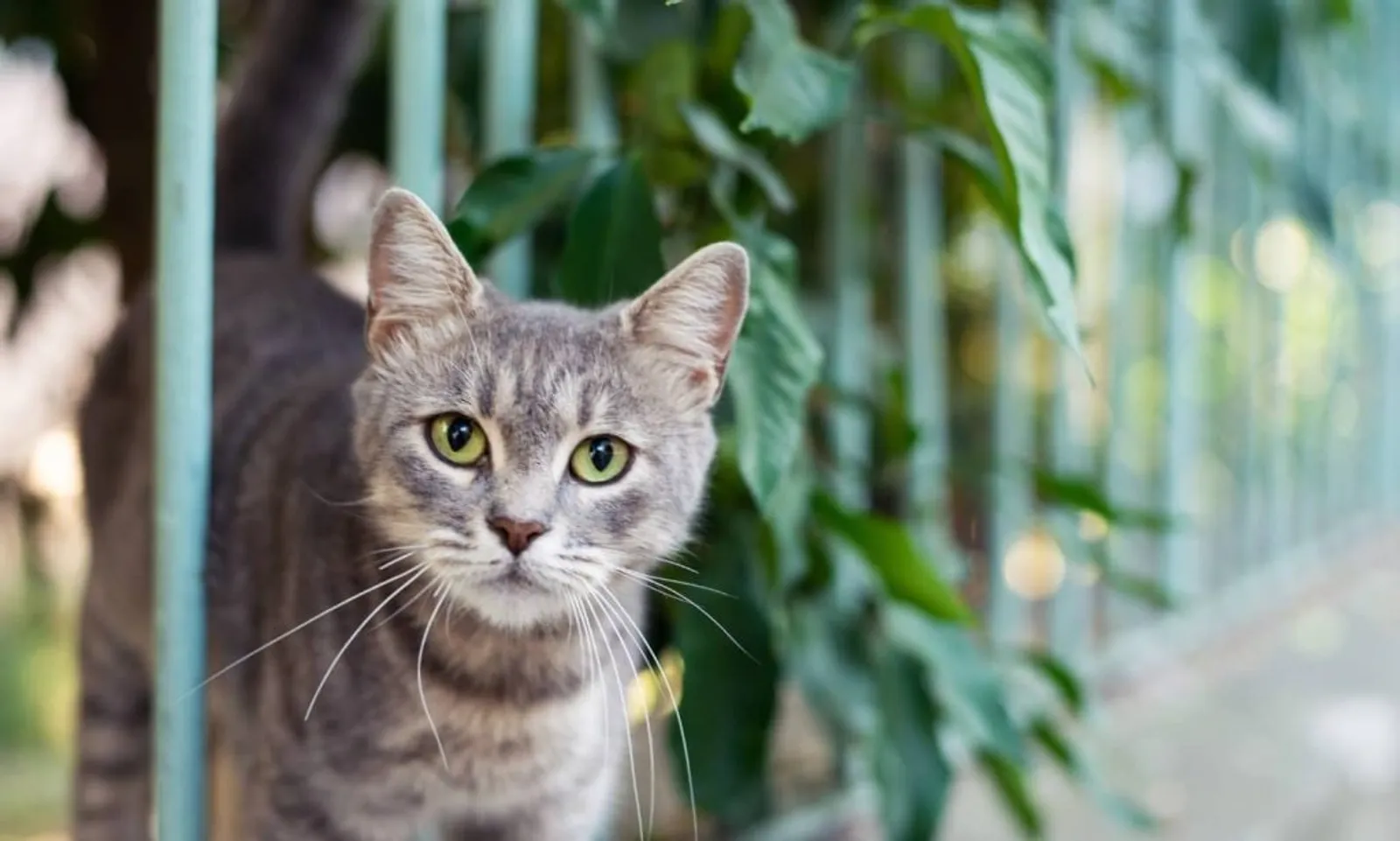 8 Hal yang Wajib Dilakukan Saat Mengadopsi Kucing Liar
