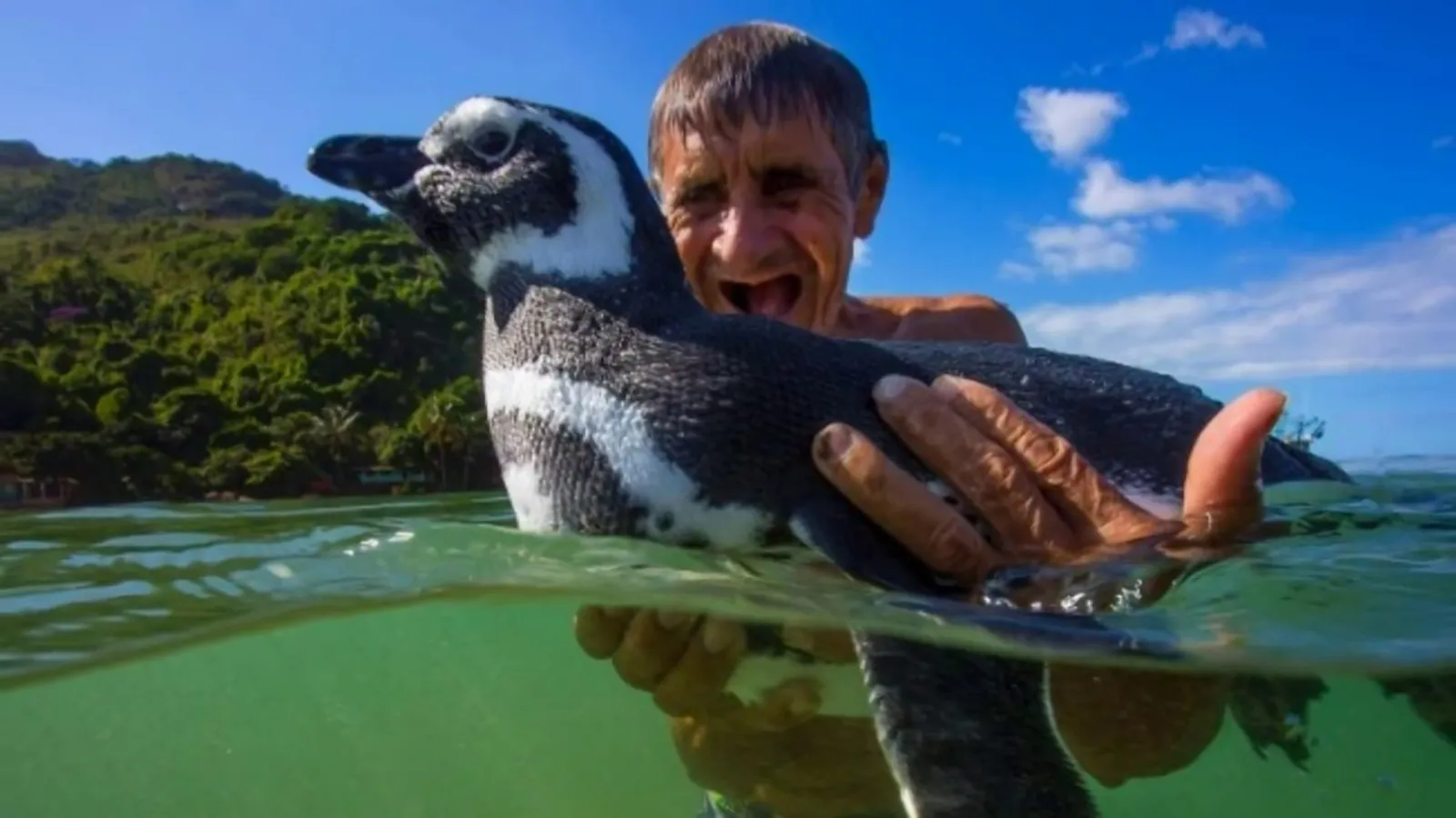 Kisah Jinjing, Penguin yang Berenang 8000Km Demi Bertemu Penyelamatnya